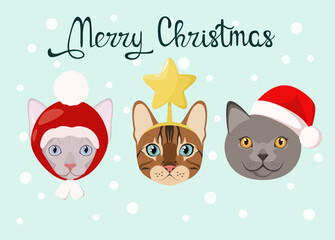 Christmas card with funny cats. Pets. Cartoon design. Vector illustration.
