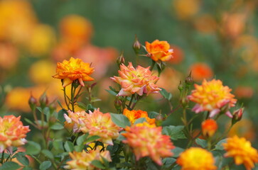 Spring roses in various varieties