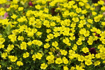 Small yellow flowers blooming all over the area