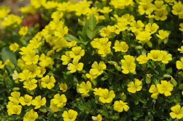 Small yellow flowers blooming all over the area