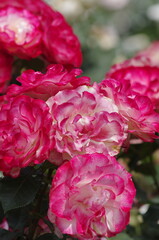 Spring roses in various varieties