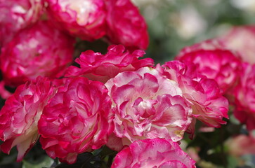 Spring roses in various varieties