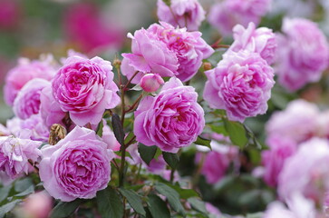 Spring roses in various varieties