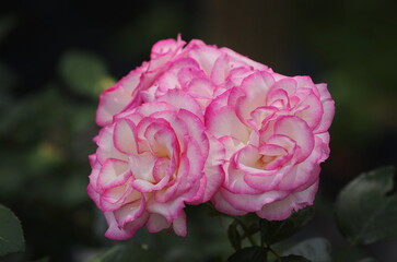 Spring roses in various varieties