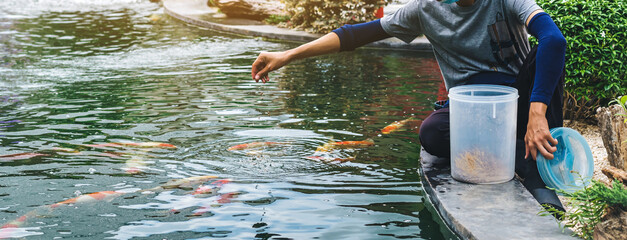 Asian male worker take care and feeding food by hand to his lovely pet. Guy feeding flock of japanese beautiful colorful koi carps fish swimming in pond of japanese garden style. Animal care concept.