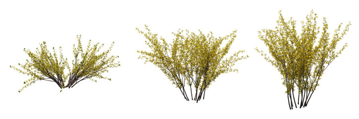 Fototapeta premium bush isolated on white background, 3D illustration, cg render
