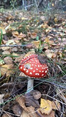 Mushrooms in the forest