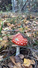 Mushrooms in the forest