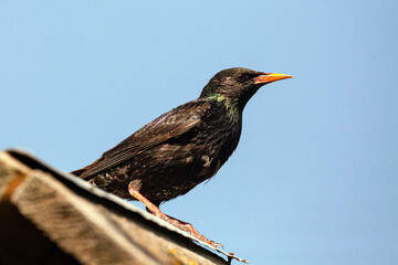 Common Starling sits on the roof of a birdhouse.