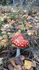 Mushrooms in the forest
