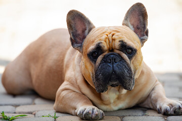 French Bulldog puppy laying on bed and looking on the camera.