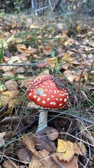 Mushrooms in the forest