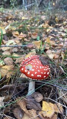 Mushrooms in the forest