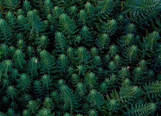 Vibrant green background of small exotic plants..
