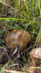 Mushrooms in the forest