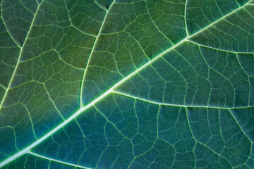 The texture of a green leaf as a background. green vibrant background