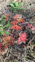 red and yellow leaves