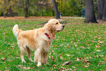 A young labrador stands in a clearing. Close-up.