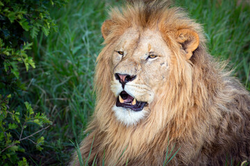 Lion portrait with mane closeup