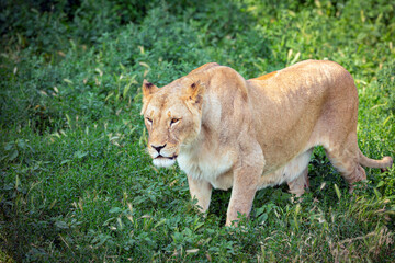 Fototapeta na wymiar Lioness close-up hunts on a green meadow