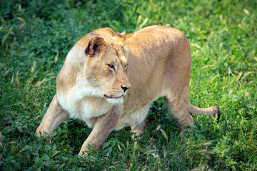Naklejka na ściany i meble Lioness close-up hunts on a green meadow