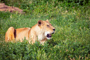 Obraz na płótnie Canvas Lioness close-up hunts on a green meadow