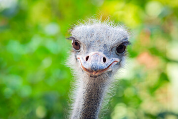 Portrait of a funny ostrich. Head of an ostrich close-up. - obrazy, fototapety, plakaty