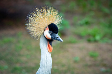 Fototapeta premium Portrait of a black crowned crane. Head close-up.