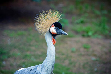 Portrait of a black crowned crane. Head close-up.
