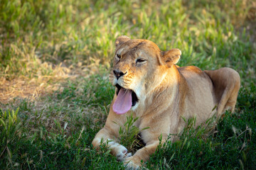 A lioness with an open mouth lies in a meadow close-up.