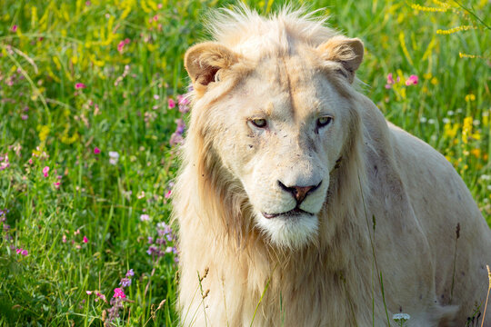 Portrait of a young white albino lion. Close-up