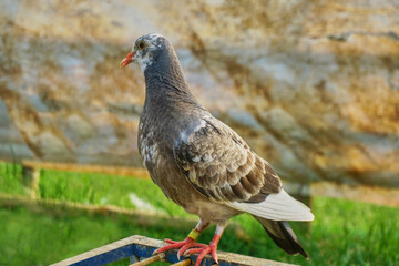 young pigeon perched on a wooden cage