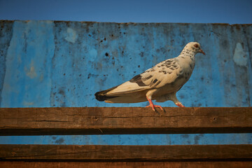 black-and-white pigeon walking on the stretched wood
