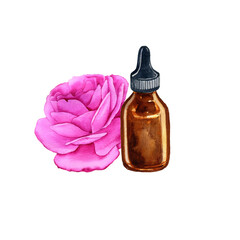 watercolor drawing rose essential oil, glass bottle and flower, hand drawn illustration