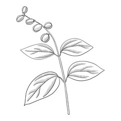 vector drawing plant of purging croton, Croton tiglium, herb of traditional chinese medicine, hand drawn illustration