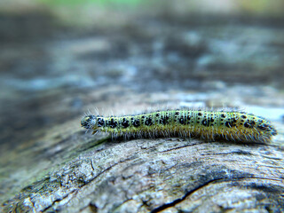 Yellow-green spotted caterpillar on a tree close-up selective focus
