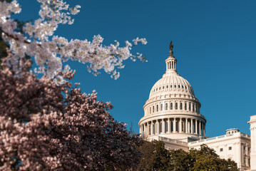 Spring at the United States Capitol, us capitol building, Washington DC