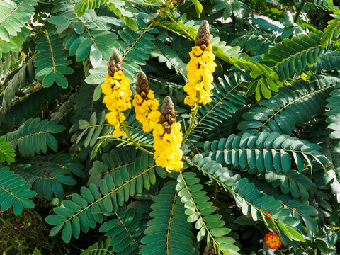 Senna alata -  Arbuste Dartrier ou casse ail&eacute; &agrave; inflorescence en colonnes ressemblant &agrave; des bougies jaune d&eacute;coratives sur un long feuillage coriace, penn&eacute;, pointu, lisse vert