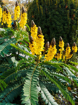 Senna alata | Dartrier - Casse ail&eacute; - Cand&eacute;labre - Bois dartre - Quatre &eacute;pingles - Epis d'or - Fleurs de Saint-Christophe. Plante arborescente &agrave; fleurs jaune en grappes dress&eacute;es