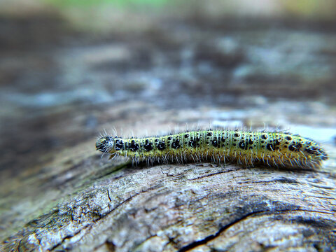 A mottled yellow-green caterpillar crawls on an old tree