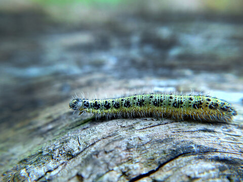 Yellow-green spotted caterpillar on a tree close-up selective focus