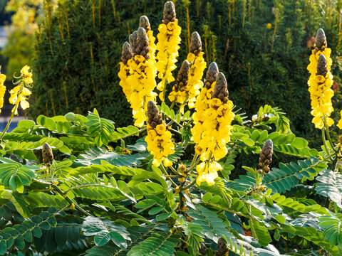 Dartrier (Senna alata). Arbuste cand&eacute;labre d&eacute;coratif &agrave; floraison en grappes dress&eacute;es jaune vif sur un long feuillage penn&eacute; &agrave; folioles oblongues