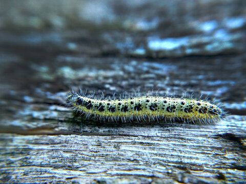 A yellow-green spotted caterpillar crawls on a wooden surface