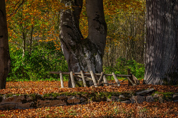 Herbst im Waldviertel
