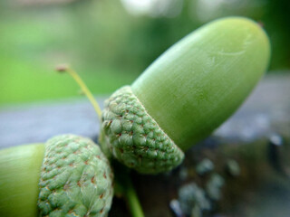 Two large green oak acorns outdoors close-up