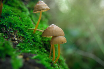 toadstools on green moss on a light natural background. pagan wiccan, slavic traditions. Witchcraft, esoteric spiritual ritual
