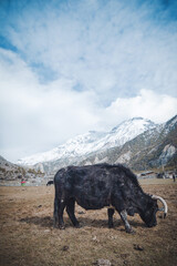 yak grazing in the mountains with a snow capped