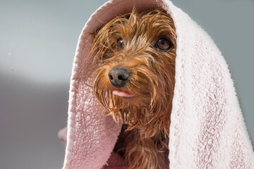 Portrait of a pet yorkshire terrier in the process of bridling and washing with foam