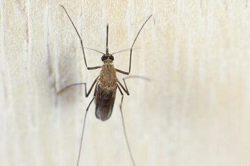 Common mosquito, insect bite. Macro photography.