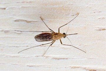 Macro photography of common mosquito, insect.